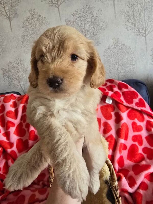 Beautiful cockapoo puppies - Image 4 of 6