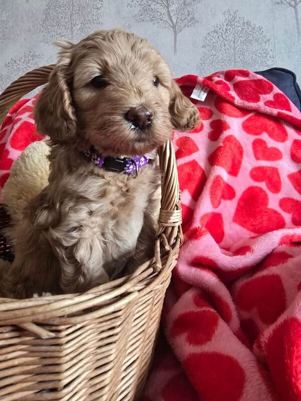 Beautiful cockapoo puppies - Image 5 of 6