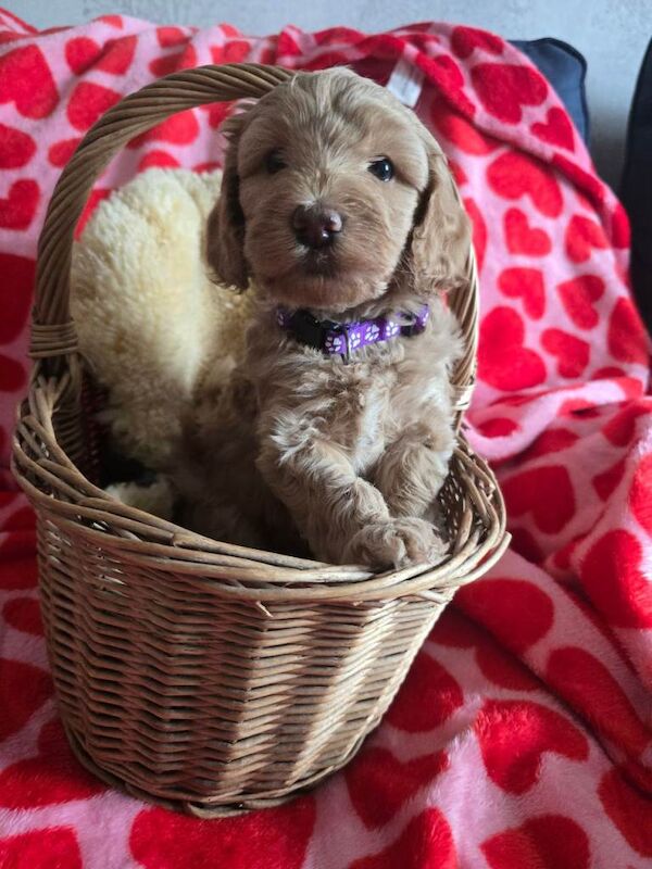 Beautiful cockapoo puppies - Image 6 of 6
