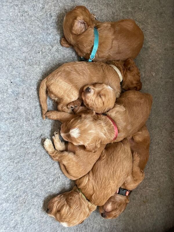Beautiful cockapoo puppies - Image 2 of 6