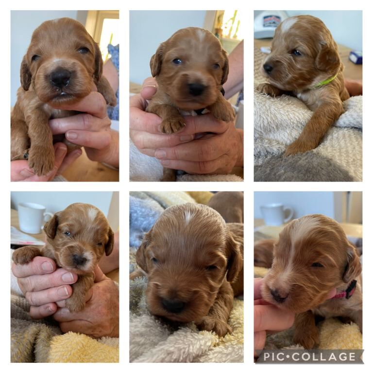Beautiful cockapoo puppies - Image 3 of 6