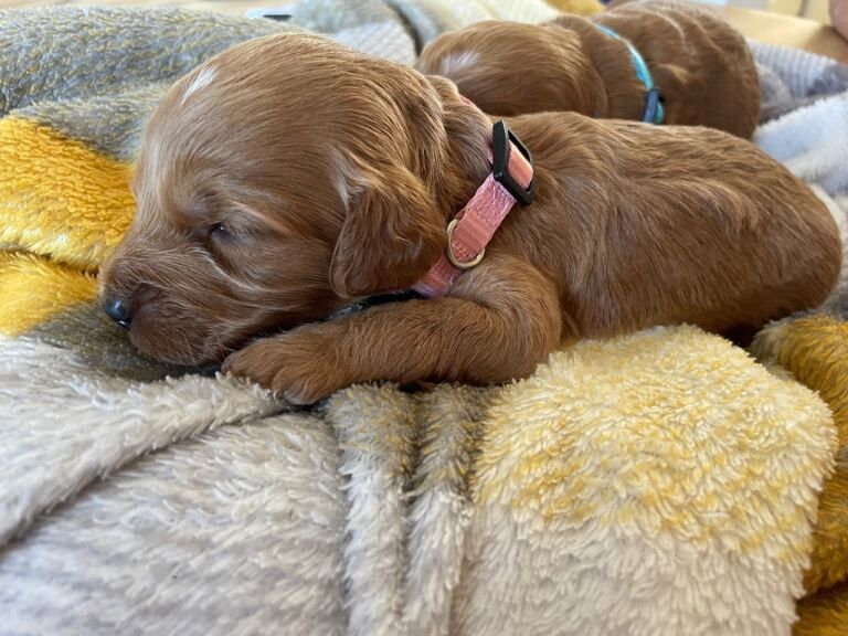 Beautiful cockapoo puppies - Image 4 of 6