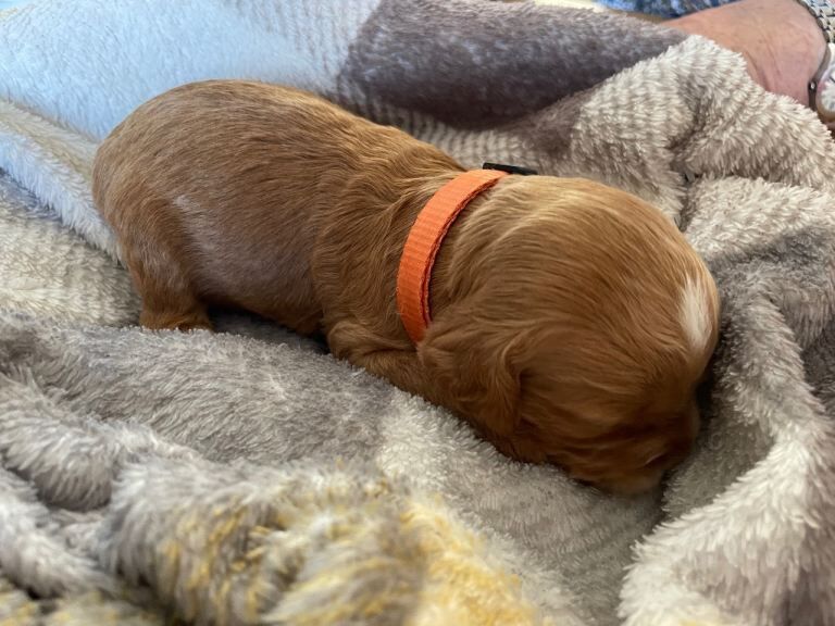 Beautiful cockapoo puppies - Image 5 of 6