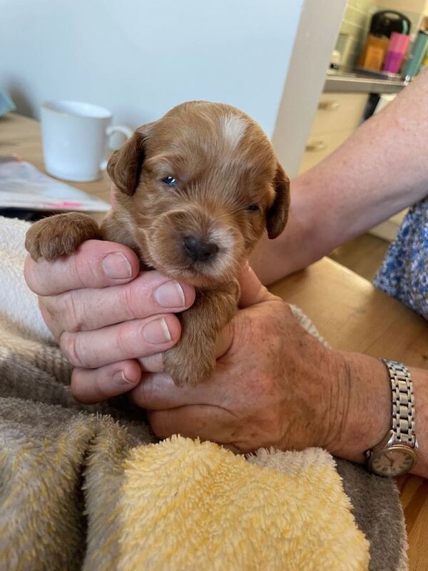 Beautiful cockapoo puppies - Image 6 of 6