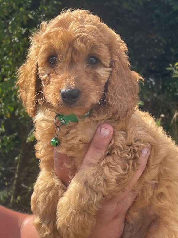 Beautiful Cockapoo Puppies