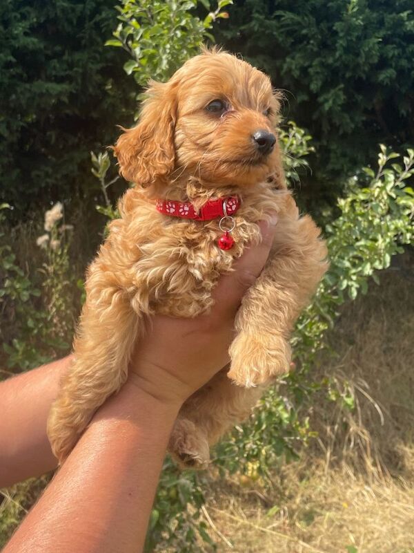 Beautiful Cockapoo Puppies - Image 2 of 4