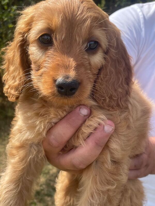Beautiful Cockapoo Puppies - Image 3 of 4