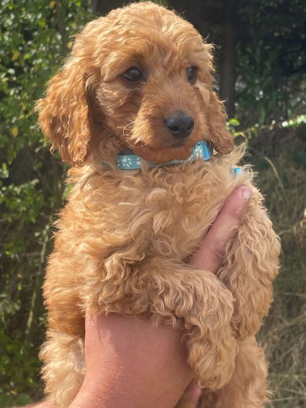 Beautiful Cockapoo Puppies - Image 4 of 4