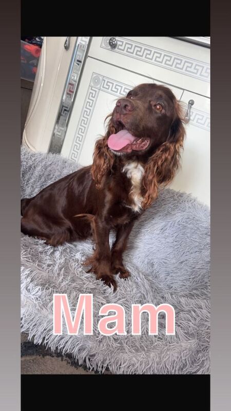 Beautiful cockapoo puppies