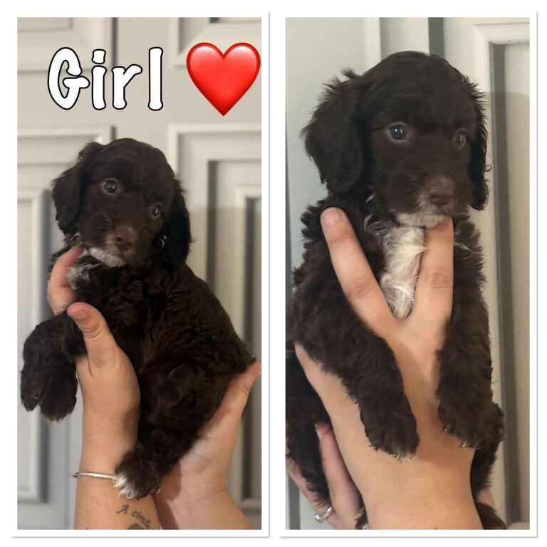 Beautiful Cockapoo Puppies