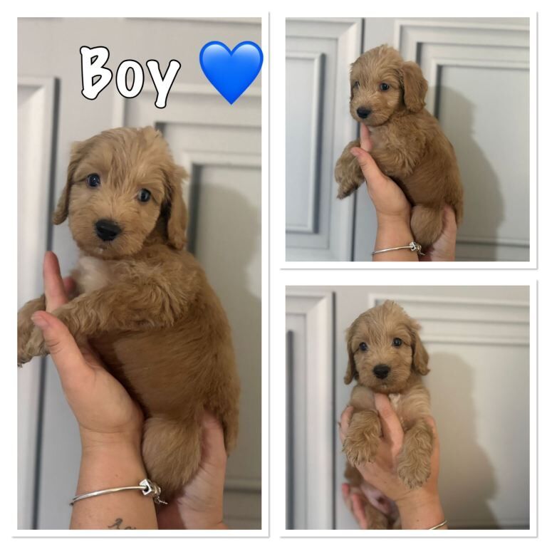 Beautiful Cockapoo Puppies - Image 2 of 6