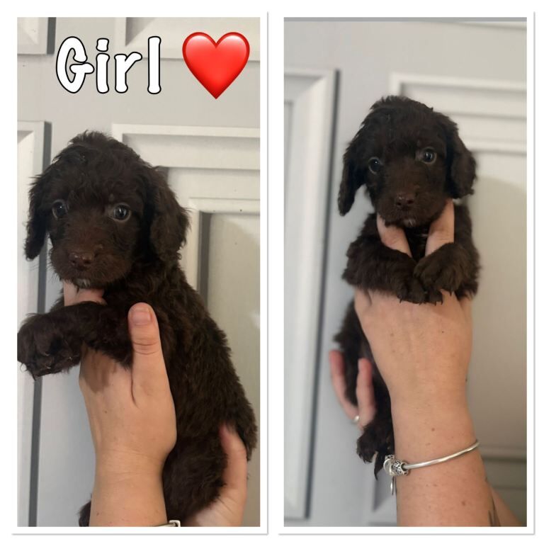 Beautiful Cockapoo Puppies - Image 4 of 6