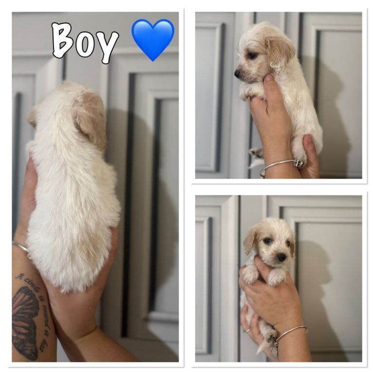 Beautiful Cockapoo Puppies - Image 5 of 6