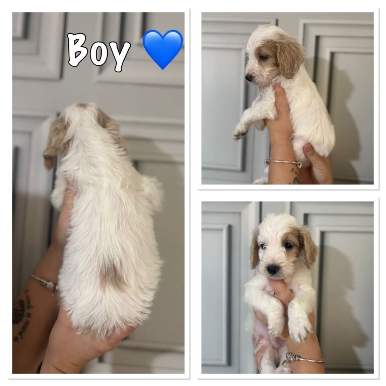 Beautiful Cockapoo Puppies - Image 6 of 6