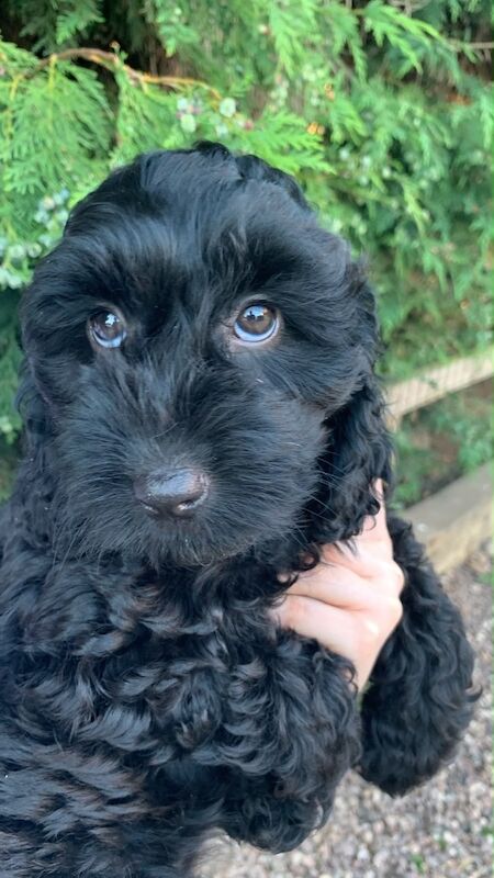 Cockapoo Puppies For Sale Under £1,000