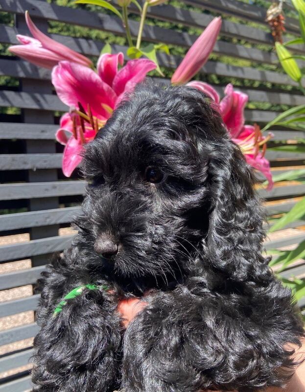 Beautiful cockapoo puppies &pound;850