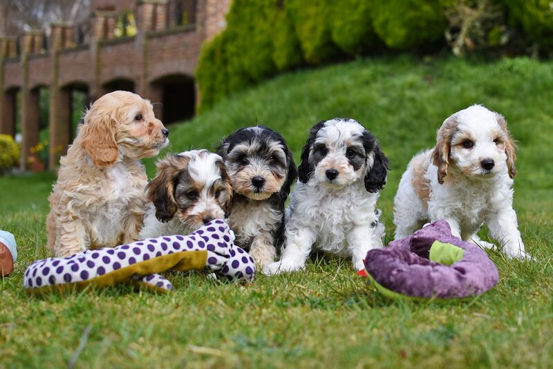 Beautiful Cockapoo Puppies for sale in LN1 2JT - Image 1