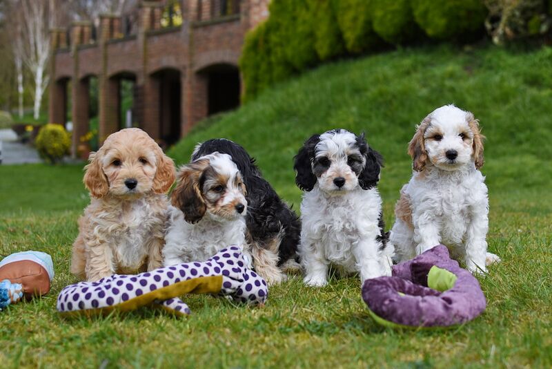 Beautiful Cockapoo Puppies for sale in LN1 2JT - Image 2