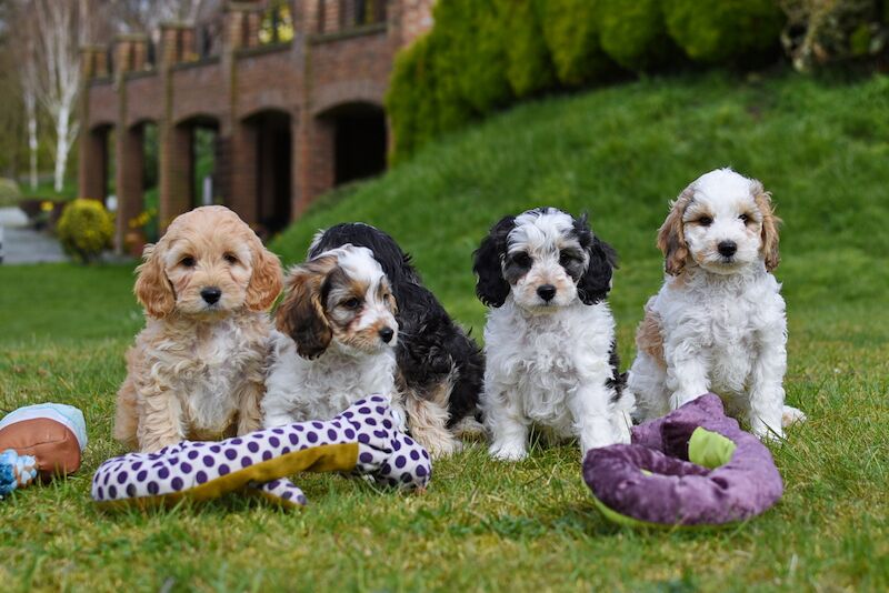 Cockapoo puppies for sale in LN1 2JT – 1 year old - Image 2 of 14