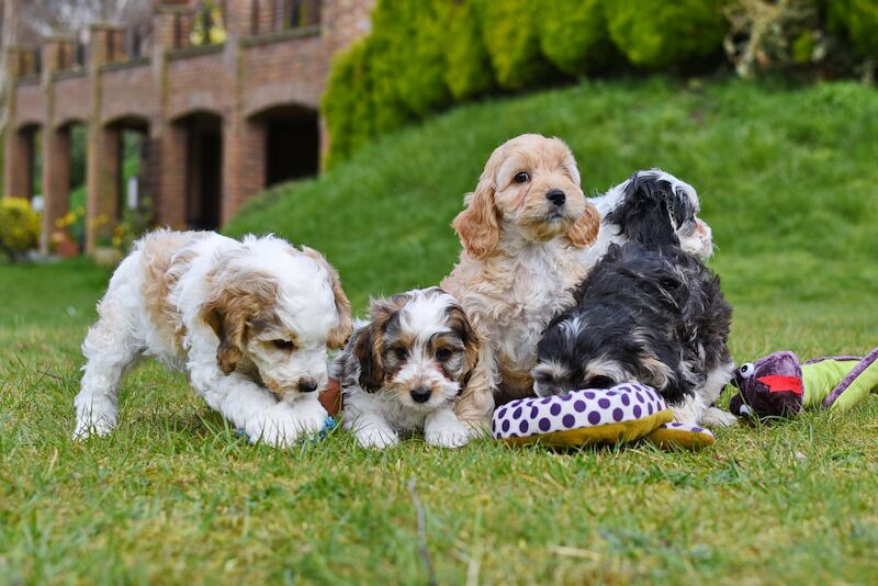 Cockapoo puppies for sale in LN1 2JT – 1 year old - Image 3 of 14