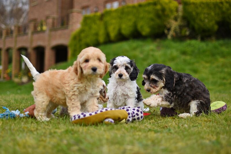 Beautiful Cockapoo Puppies for sale in LN1 2JT | Image 4