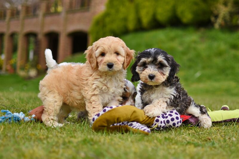 Cockapoo puppies for sale in LN1 2JT – 1 year old - Image 5 of 14