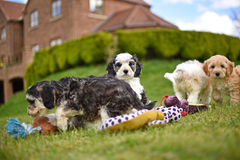 Beautiful Cockapoo Puppies for sale in LN1 2JT - Image 6