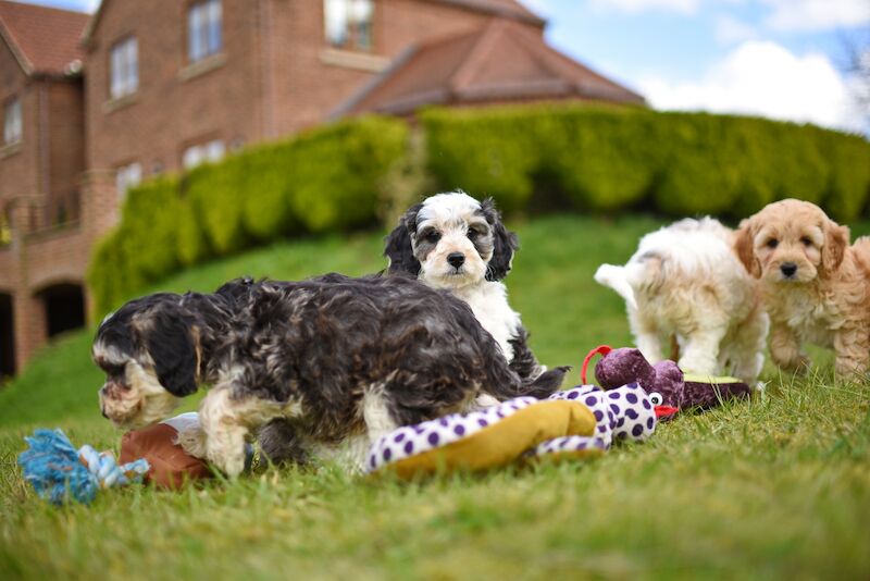 Cockapoo puppies for sale in LN1 2JT – 1 year old - Image 6 of 14