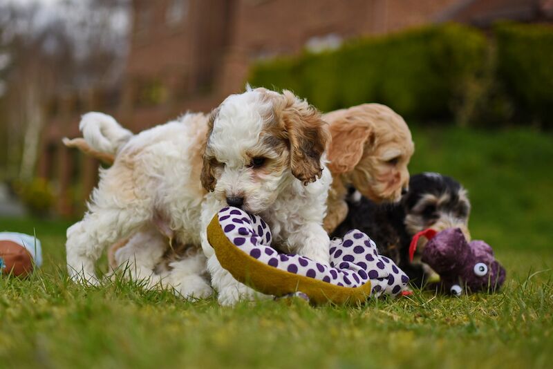 Cockapoo puppies for sale in LN1 2JT – 1 year old - Image 8 of 14