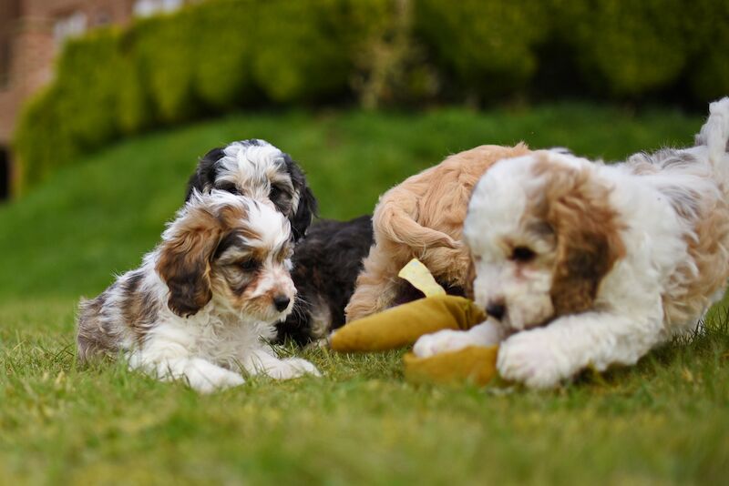 Cockapoo puppies for sale in LN1 2JT – 1 year old - Image 9 of 14