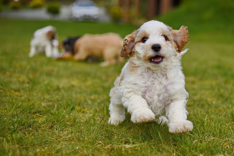 Cockapoo puppies for sale in LN1 2JT – 1 year old - Image 10 of 14