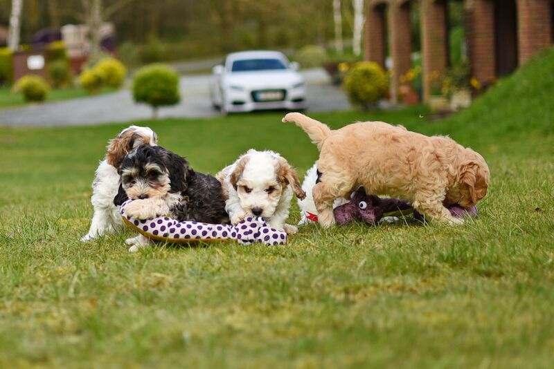 Cockapoo puppies for sale in LN1 2JT – 1 year old - Image 11 of 14