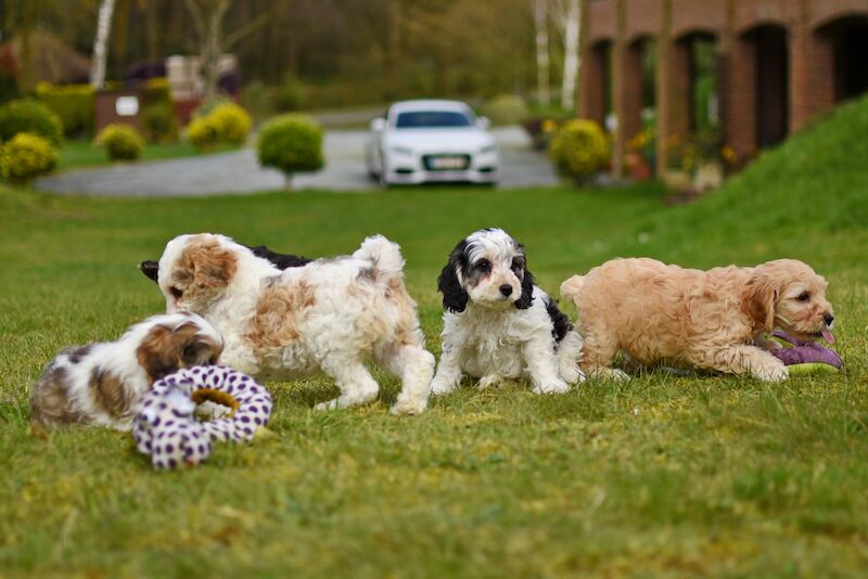 Cockapoo puppies for sale in LN1 2JT – 1 year old - Image 12 of 14