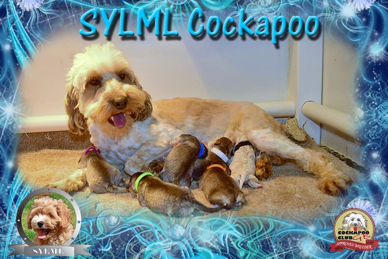 Beautiful Cockapoo Puppies for sale in LN1 2JT - Image 13