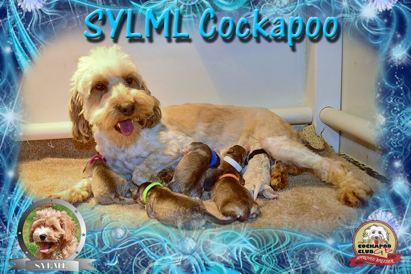 Cockapoo puppies for sale in LN1 2JT – 1 year old - Image 13 of 14