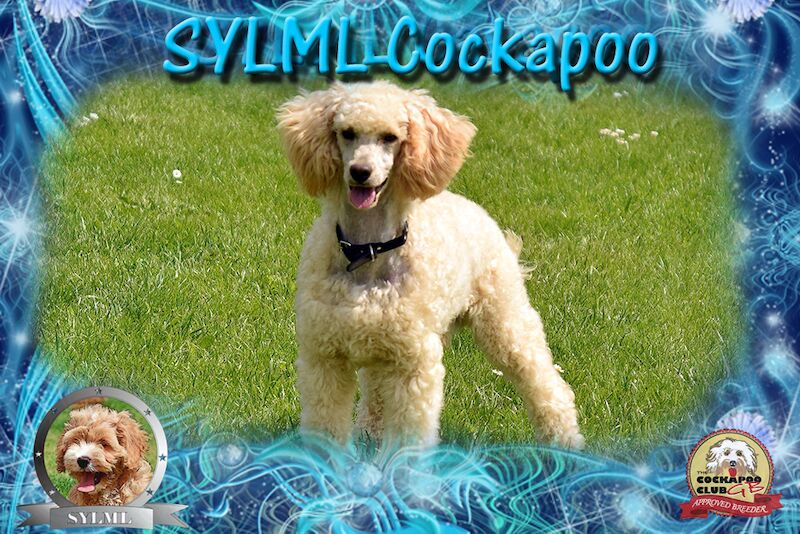 Cockapoo puppies for sale in LN1 2JT – 1 year old - Image 14 of 14