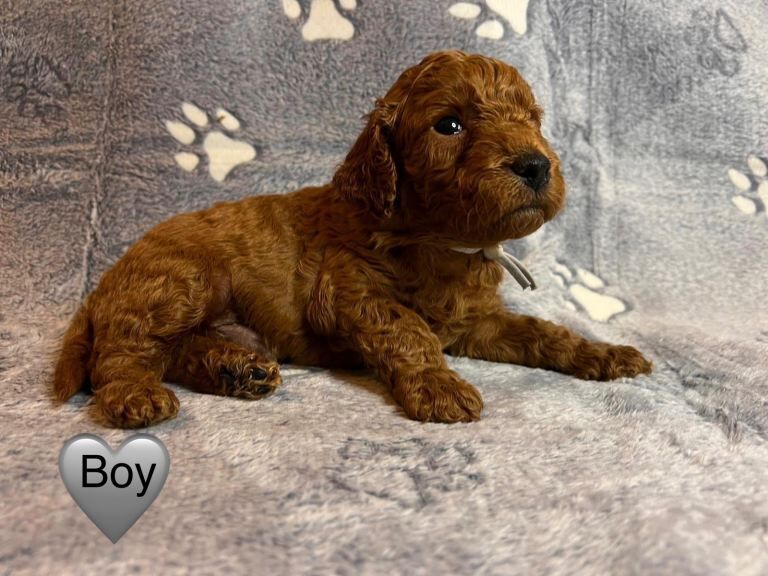Cockapoo Puppies For Sale