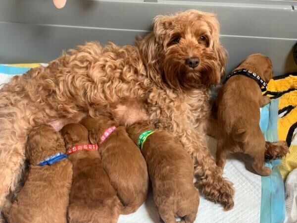 Cockapoo puppies for sale in Leeds, West Yorkshire – 1 year old - Image 2 of 5
