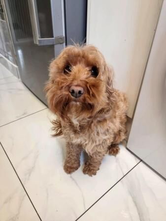Cockapoo puppies for sale in Leeds, West Yorkshire – 1 year old - Image 4 of 5