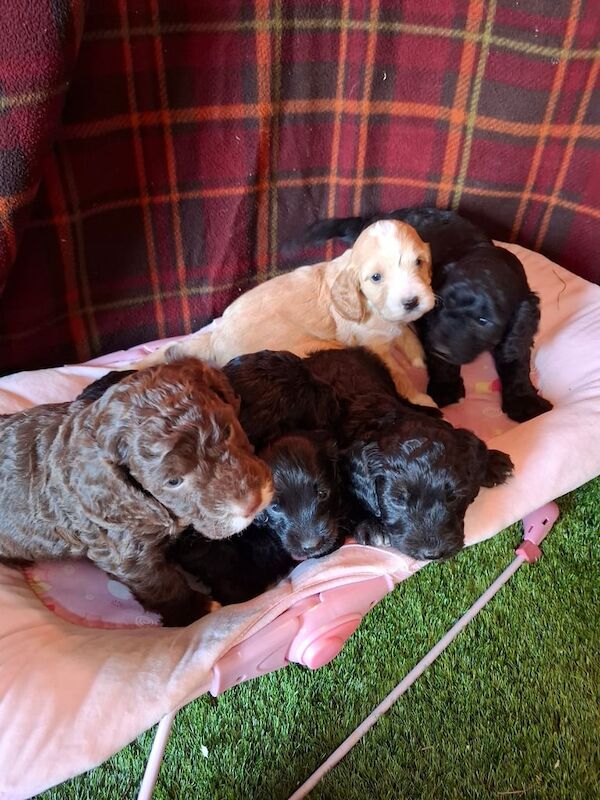 Cockapoo puppies for sale in Leyland, Lancashire – KC registered, 11 months old - Image 2 of 3