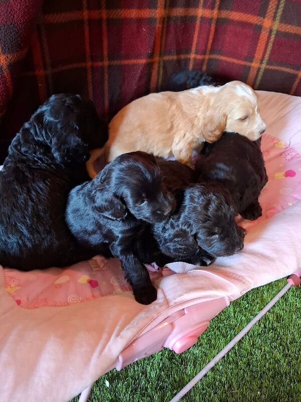 Cockapoo puppies for sale in Leyland, Lancashire – KC registered, 11 months old - Image 3 of 3