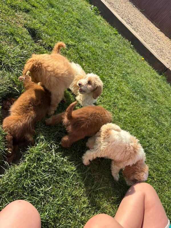 Cockapoo Puppies For Sale