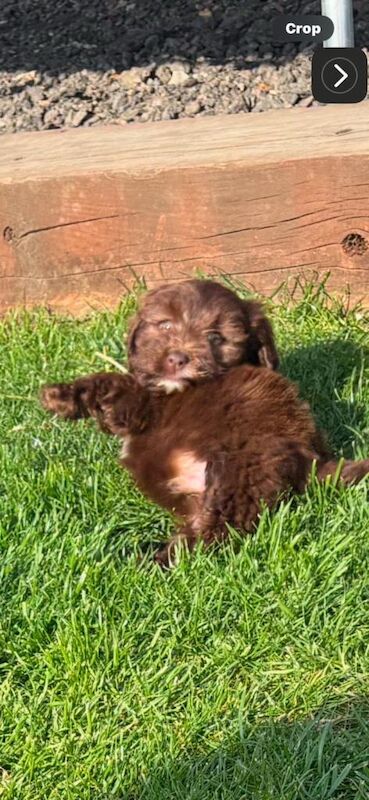 Beautiful cockapoo puppies for sale - Image 2 of 3