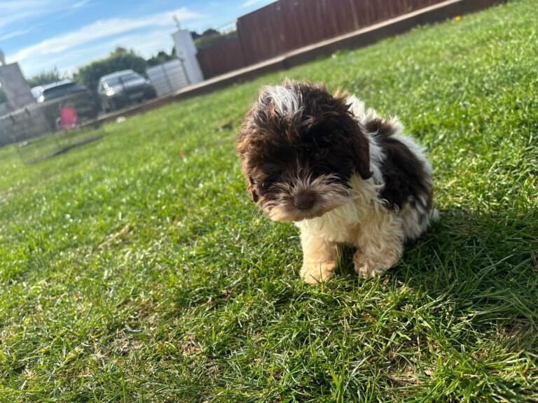 Beautiful cockapoo puppies for sale - Image 3 of 3