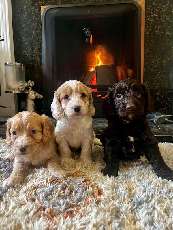 Cockapoo puppies for sale in Newmarket, Suffolk – KC registered, 5 weeks old