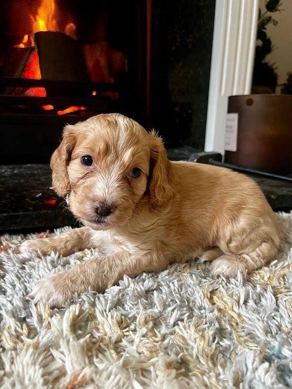 Cockapoo puppies for sale in Newmarket, Suffolk – KC registered, 5 weeks old - Image 2 of 3