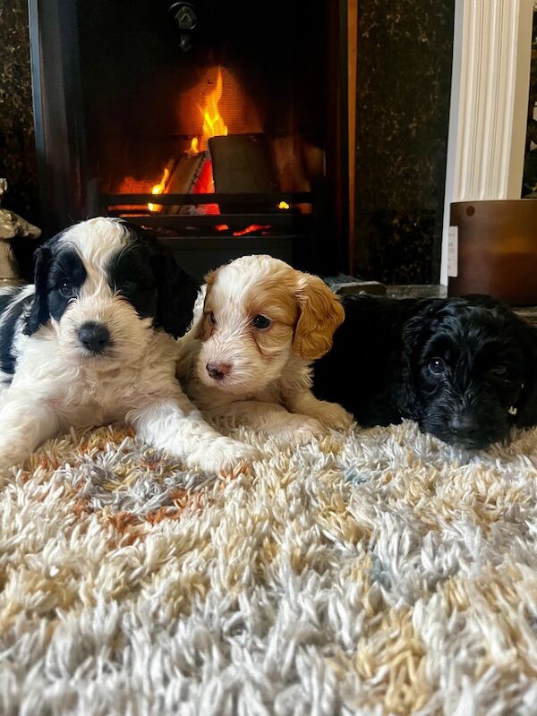 Cockapoo puppies for sale in Newmarket, Suffolk – KC registered, 5 weeks old - Image 3 of 3
