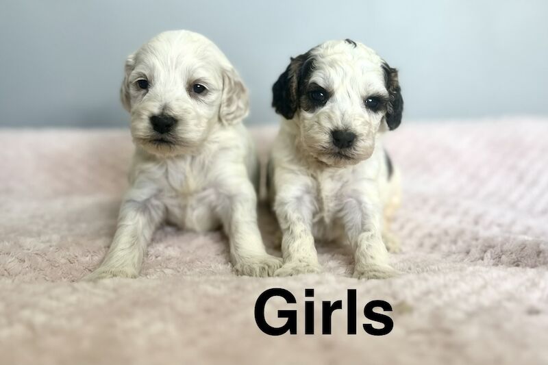 Beautiful cockapoo puppies ready in 4 weeks time