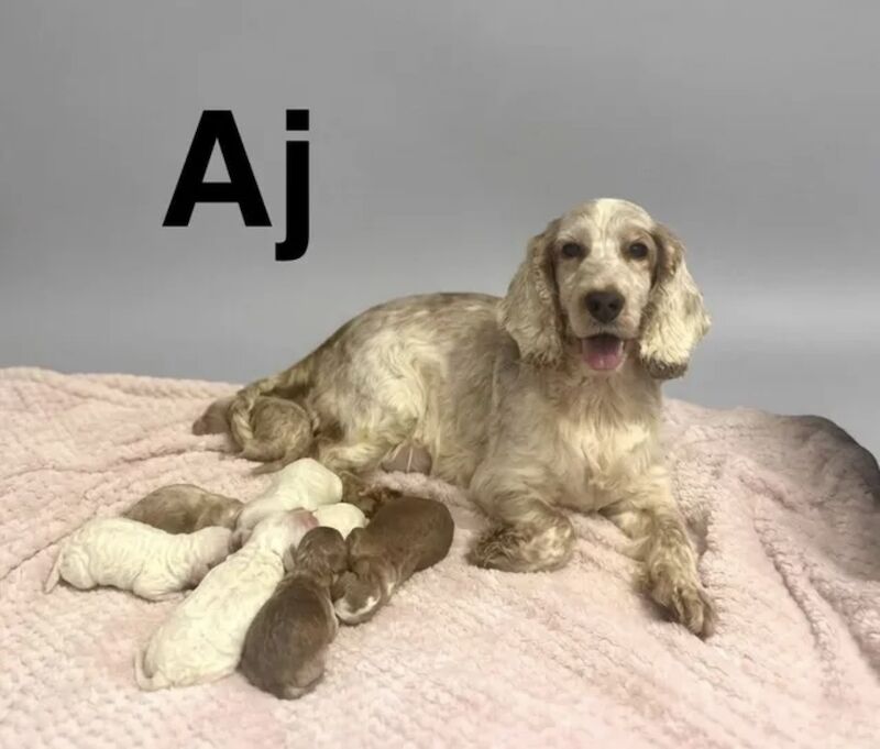 Beautiful cockapoo puppies ready in 4 weeks time - Image 2 of 4