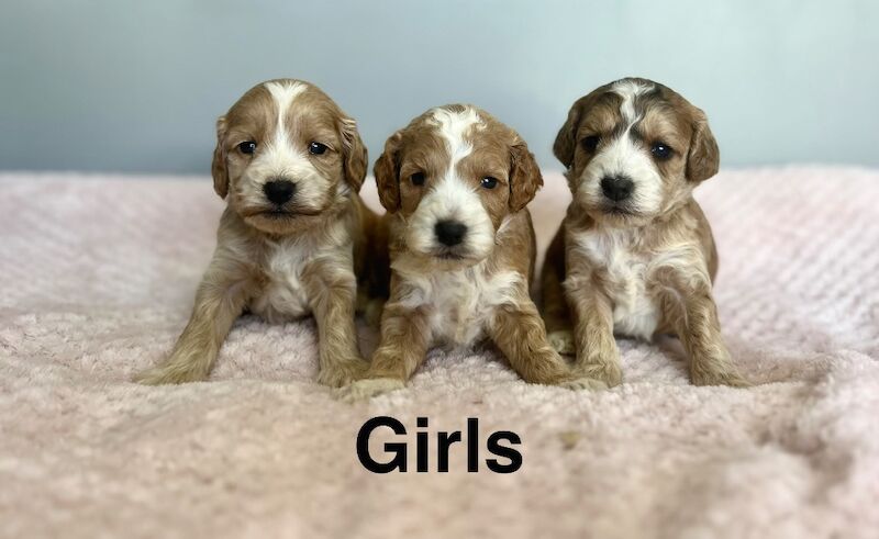 Beautiful cockapoo puppies ready in 4 weeks time - Image 4 of 4